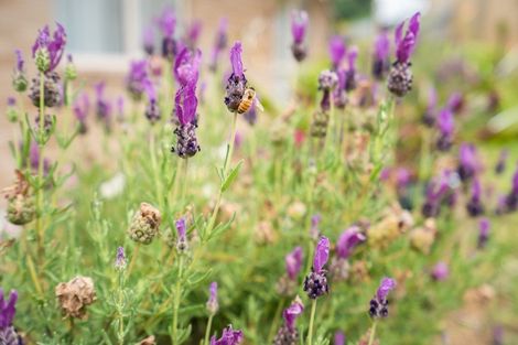 Photo of property in 10 Muirfield Rise, Te Kamo, Whangarei, 0112