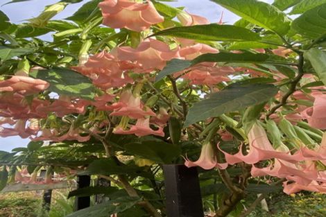 Photo of property in 289 Rapson Road, Kaukapakapa, 0871