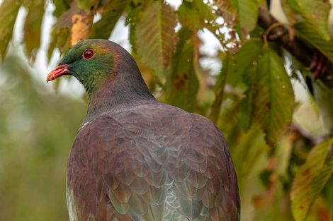 Photo of property in 46 Bayview Crescent, Duvauchelle, 7581