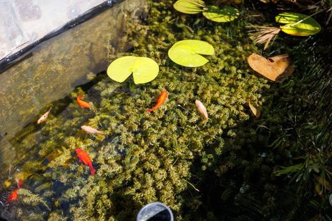 Photo of property in 16 Mudgway Place, Awapuni, Palmerston North, 4412