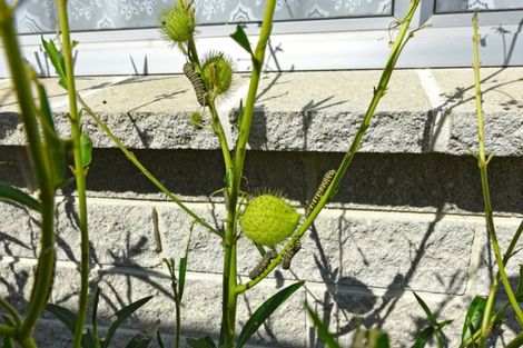 Photo of property in 16a Ranfurly Street, Trentham, Upper Hutt, 5018