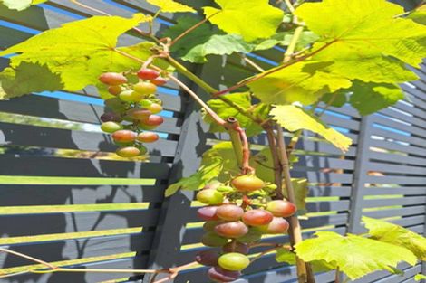 Photo of property in 187 Crawford Road, Kaiti, Gisborne, 4010