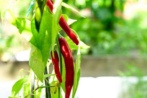 Photo of property in Fairmont Flats, 4c/20 Maarama Crescent, Aro Valley, Wellington, 6021