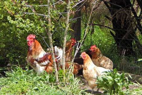 Photo of property in 424b Waimate North Road, Kerikeri, 0293