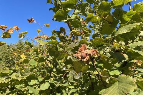 Photo of property in 37 Knoll Street, Milton, 9292