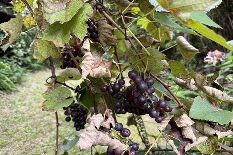 Photo of property in 232b Shepherd Road, Peria, Kaitaia, 0482