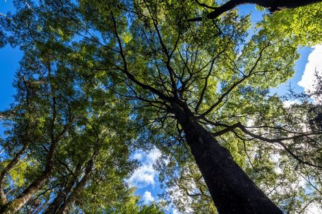 Photo of property in 101 Gowan Valley Road, Gowanbridge, Murchison, 7077