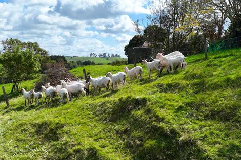 Photo of property in 1181 State Highway 12, Maungaturoto, 0583