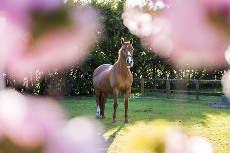 Photo of property in 441c Marychurch Road, Matangi, Hamilton, 3284