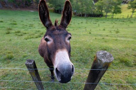 Photo of property in 224 Richards Road, Dairy Flat, Albany, 0794