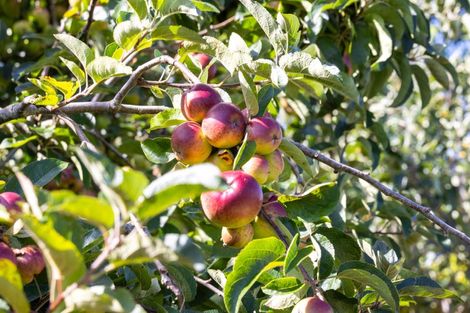 Photo of property in 136a Monarch-downs Way, Warkworth, 0982