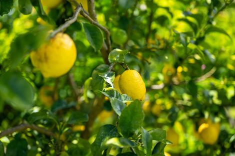 Photo of property in 303 Puketotara Road, Waipapa, Kerikeri, 0295