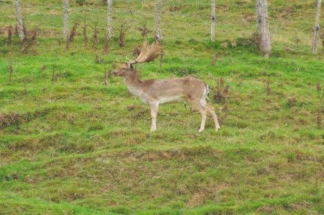 Photo of property in 987 Mangaehu Road, Puniwhakau, Stratford, 4392