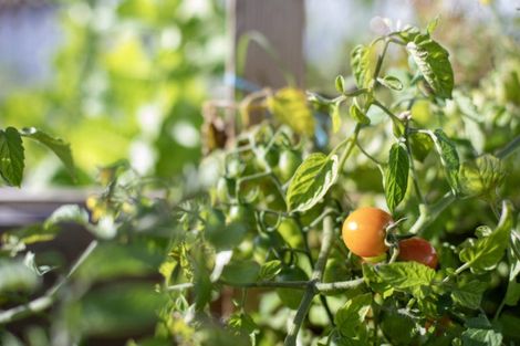 Photo of property in 12a Primrose Street, Raglan, 3225