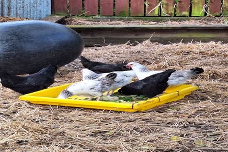 Photo of property in 150 Tilley Road, Paekakariki, 5034