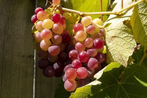 Photo of property in 102 Ridge Street, Otumoetai, Tauranga, 3110