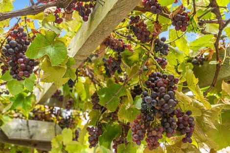 Photo of property in 295 Kanohi Road, Kaukapakapa, 0873