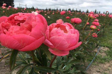 Photo of property in 63 Coopers Road, Leeston, 7682