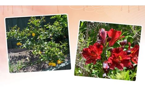 Photo of property in 19 Shepherd Road, Kawerau, 3127