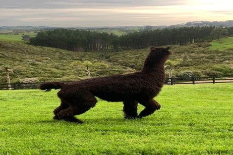 Photo of property in 186 Gervin Road, Wainui, Silverdale, 0992