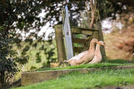 Photo of property in 114 O'brien Road, Coatesville, Albany, 0793