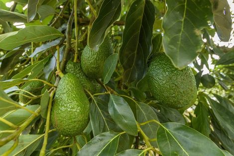 Photo of property in 55 Pukakura Road, Katikati, 3178