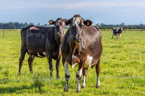 Photo of property in 706 Burnham School Road, Burnham, 7677