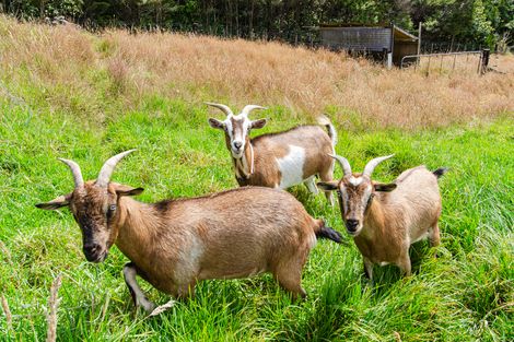 Photo of property in 181 Govan Wilson Road, Whangaripo, Warkworth, 0985