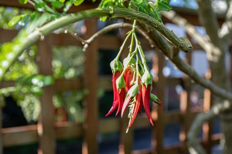 Photo of property in 8 Garden Grove, Tairua, 3508