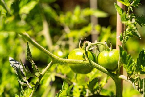 Photo of property in 70 Jack Boyd Drive, Mangawhai Heads, Kaiwaka, 0573