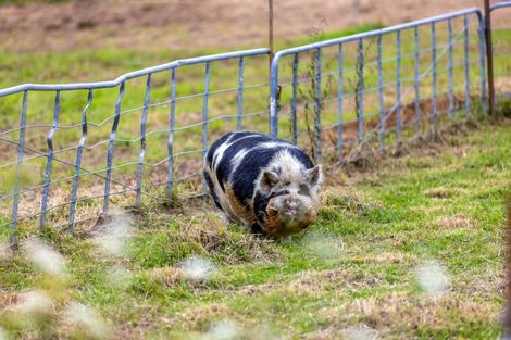 Photo of property in 74 Brookvale Lane, Taupaki, 0782