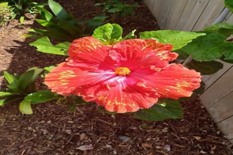 Photo of property in 5 Greta Banks Place, Wattle Downs, Auckland, 2103