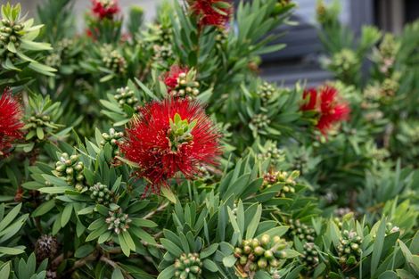 Photo of property in 3 Kelso Place, Matamata, 3400