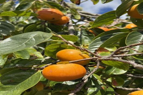 Photo of property in 126 Oneriri Road, Kaiwaka, 0573