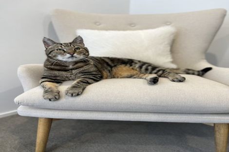 Photo of property in 44 Saddleback Grove, Karori, Wellington, 6012