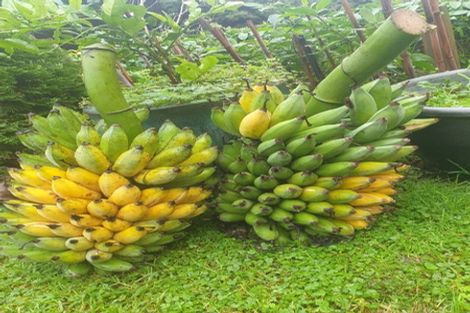 Photo of property in 17 Maddison Place, Welcome Bay, Tauranga, 3112