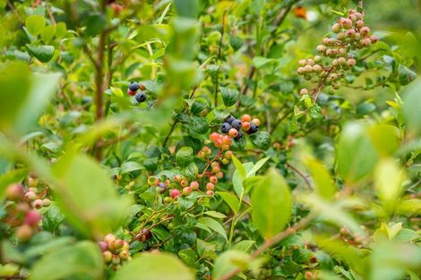 Photo of property in 1229a Akatarawa Road, Akatarawa, Upper Hutt, 5372