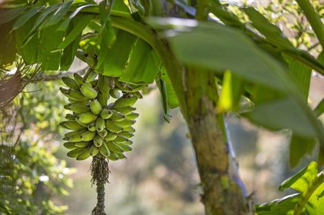 Photo of property in 11 Scotsvale Drive, Tauwhare, Morrinsville, 3371