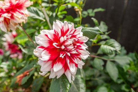 Photo of property in 24 Barry Curtis Place, Levin, 5510