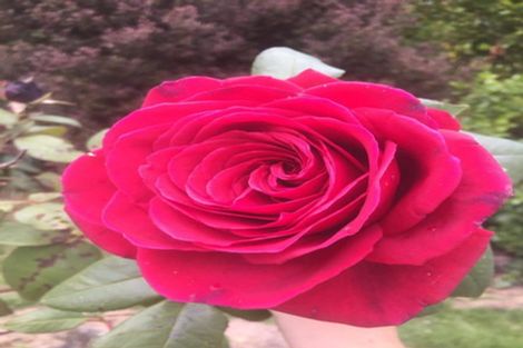 Photo of property in 1465 State Highway 49, Tangiwai, Ohakune, 4691