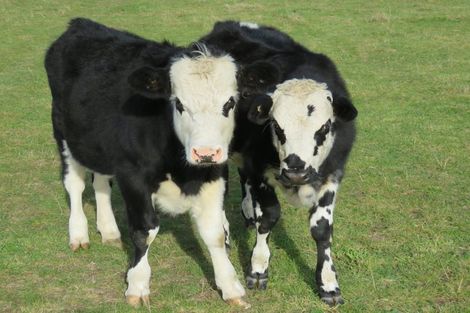 Photo of property in 38 Winslow Willowby Road, Winslow, Ashburton, 7775