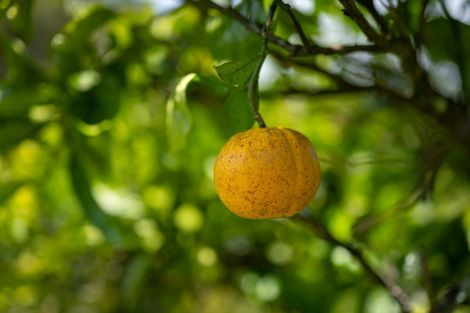 Photo of property in 303 Puketotara Road, Waipapa, Kerikeri, 0295