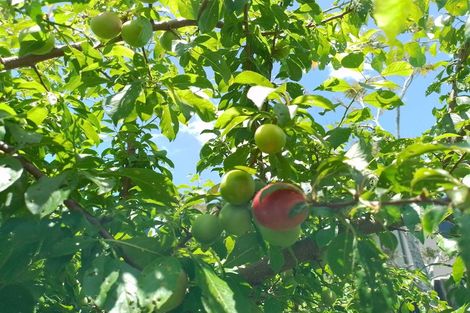 Photo of property in 16 Helen Ryburn Place, Torbay, Auckland, 0630