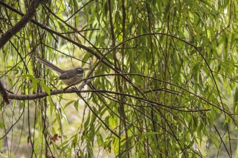 Photo of property in 57 Snowden Street, Ohauiti, Tauranga, 3112