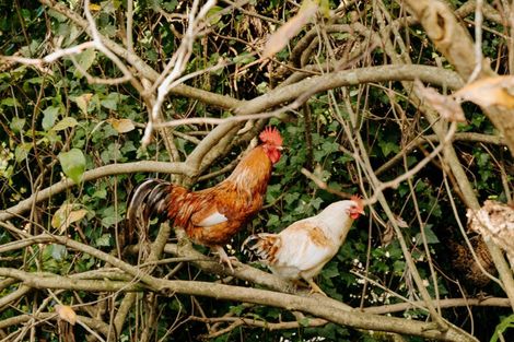 Photo of property in 1164 Maniatutu Road, Pongakawa, Te Puke, 3186