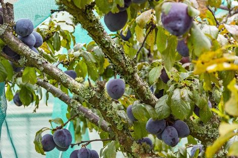 Photo of property in 44 Rawhiti Street, Greerton, Tauranga, 3112