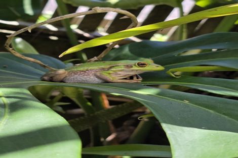 Photo of property in 81 Park Rise, Campbells Bay, Auckland, 0630