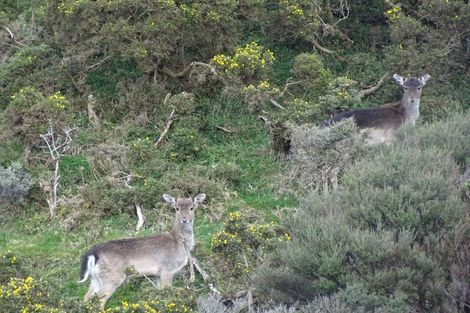 Photo of property in Long Gully, 380 Hawkins Hill Road, Brooklyn, Wellington, 6021