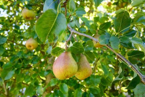 Photo of property in 33 Sheffield Street, Awapuni, Palmerston North, 4412