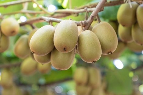 Photo of property in 121 Macdonald Road, Te Teko, Whakatane, 3192